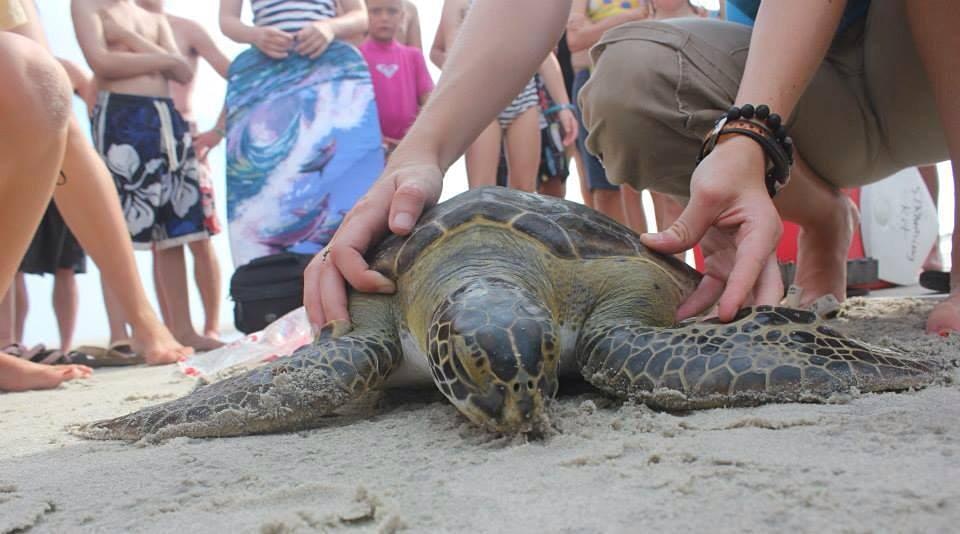 bhic save sea turtles
