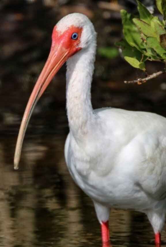 ibis on bald head island