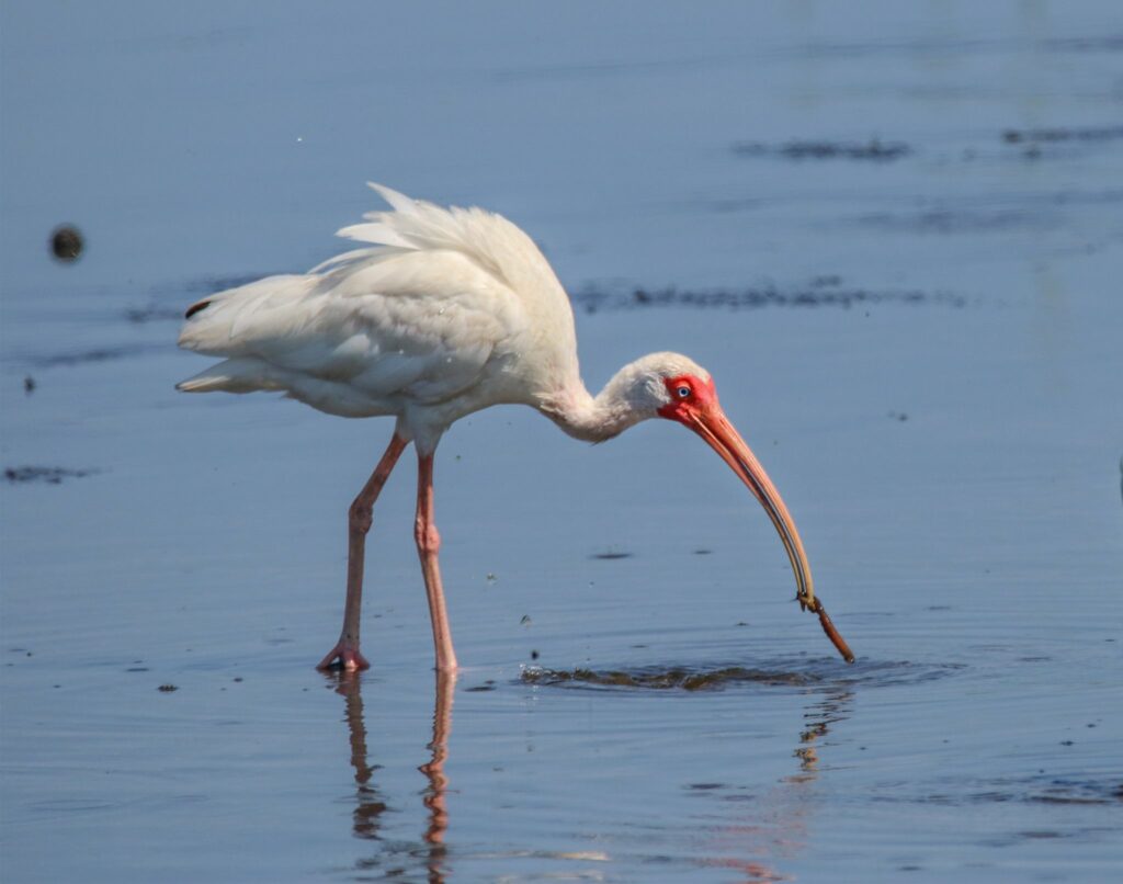 White Ibis are a resident wading bird to the southeast area of the US. Read more about them at Conservancy Corner