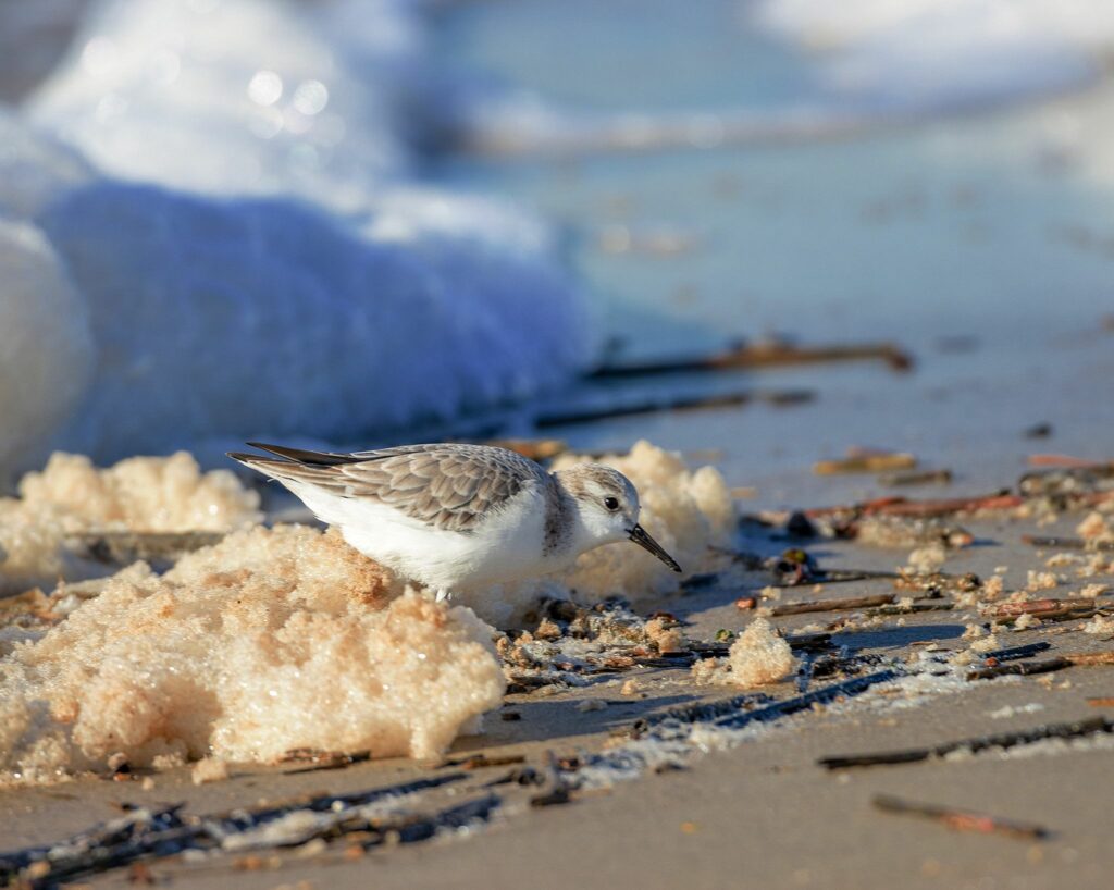 Sanderling wading through the sea foam looking for its next meal. These birds eat small, beach-dwelling animals such as bristle worms, amphipods, mollusks and crustaceans. Sanderlings feed at the water’s edge by probing the sand with their bill.