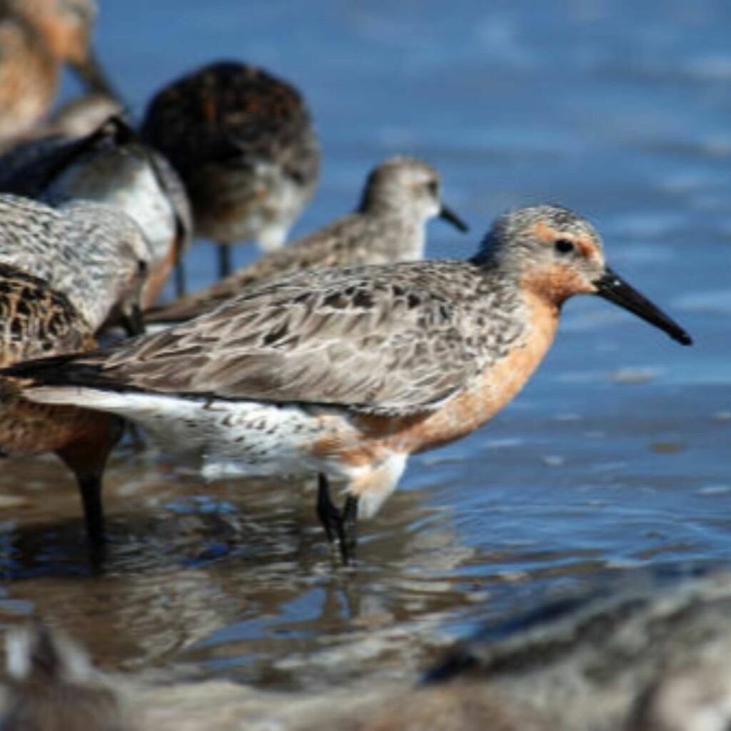 The Rufa Red Knot (Calidris canutus rufa) is a medium-sized shorebird that utilizes NC coast during the winter. They spend most of the year in flocks, sometimes with other species. As the knots head north to breed in the tundra of the central Canadian Arctic, its plumage becomes a unique rusty red color. The birds will turn gray as they head over 9,000 miles south to their wintering grounds at the southern tip of South America!