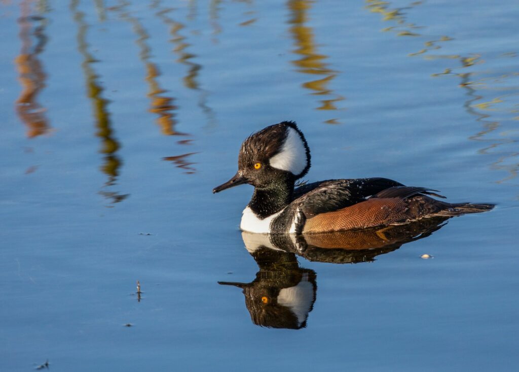 A male Hooded Merganser. These ducks have thin, serrated bills which they use to dive for insects, fish, and crayfish. They are commonly found in the creeks and ponds on Bald Head Island  year round.