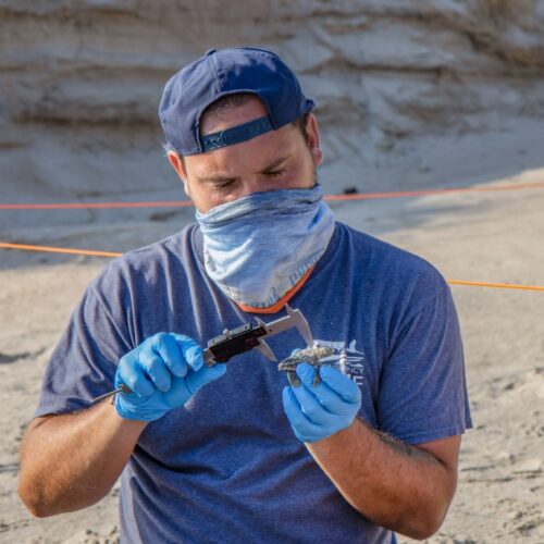 BHIC excavation staff measuring hatchling