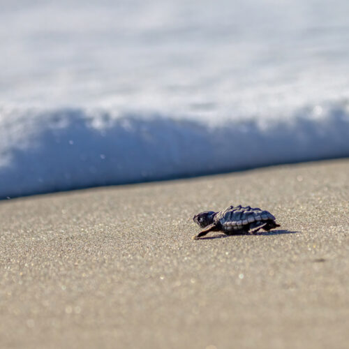 Sea turtle hatchling heading out to sea