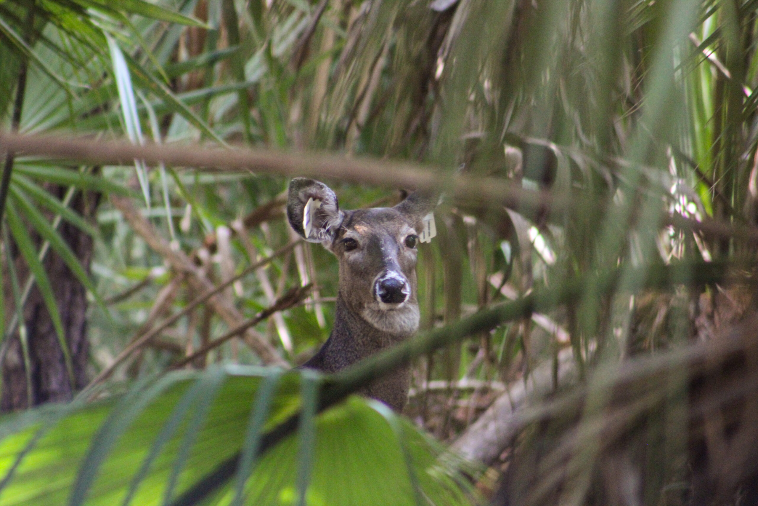 Deer Management - Bald Head Island Conservancy