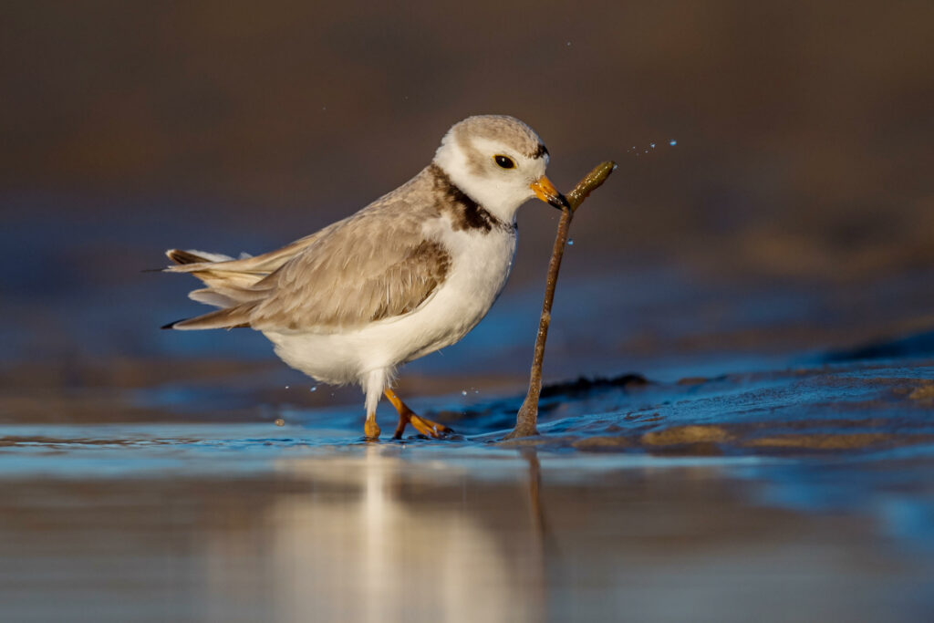 a1 6480 5 piping plover william pully breeding adult
