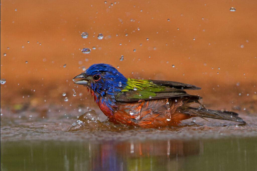 a1 6801 3 painted bunting don getty adult male