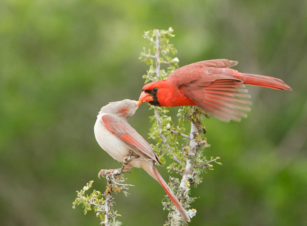 apa 2012 25031 193841 donaldwuori northern cardinal kk adult male and adult female