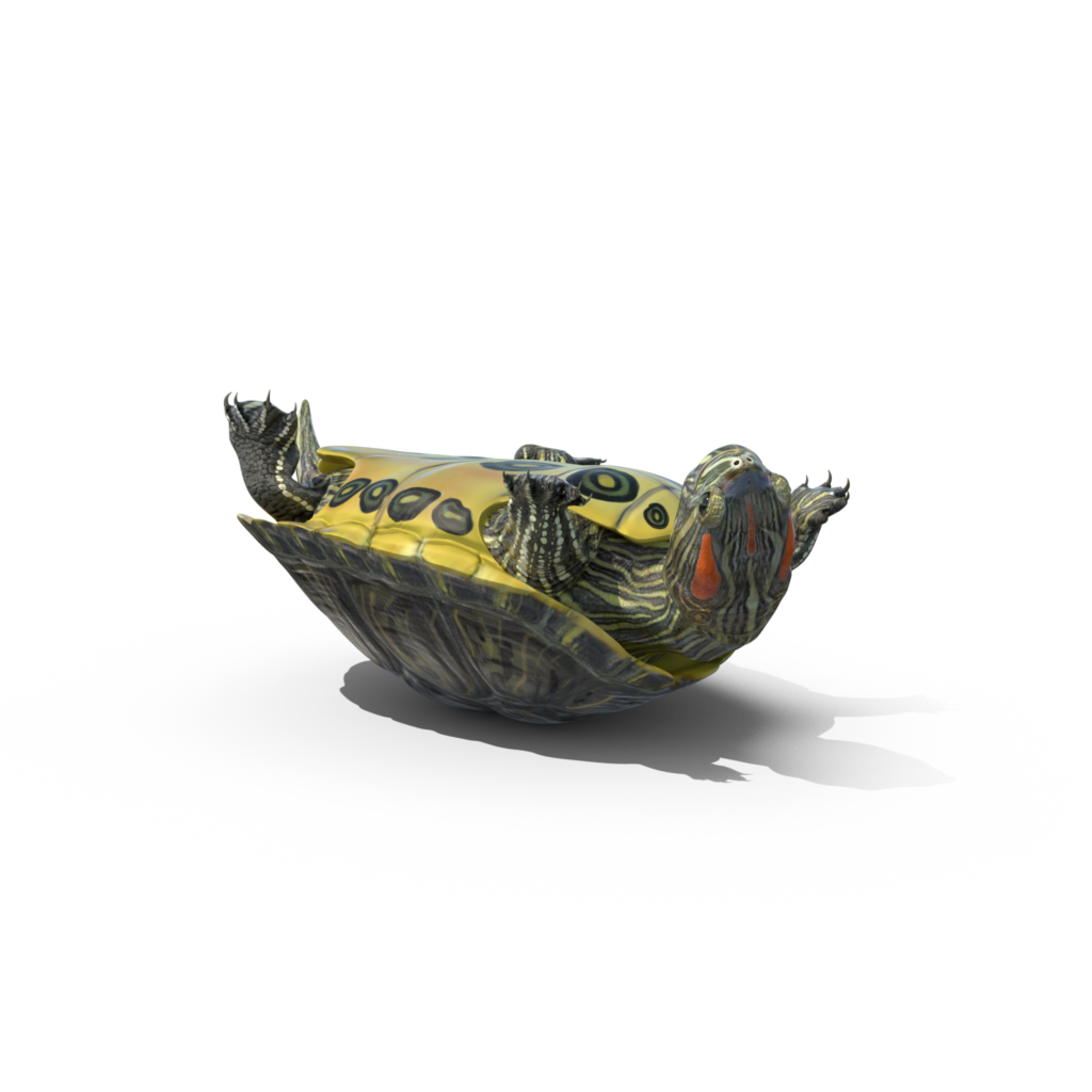 Pond Slider Turtle.H15.2k