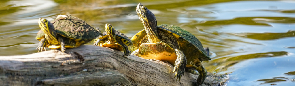 Field Guide: Bald Head Island's Underrated Turtles - Bald Head Island ...