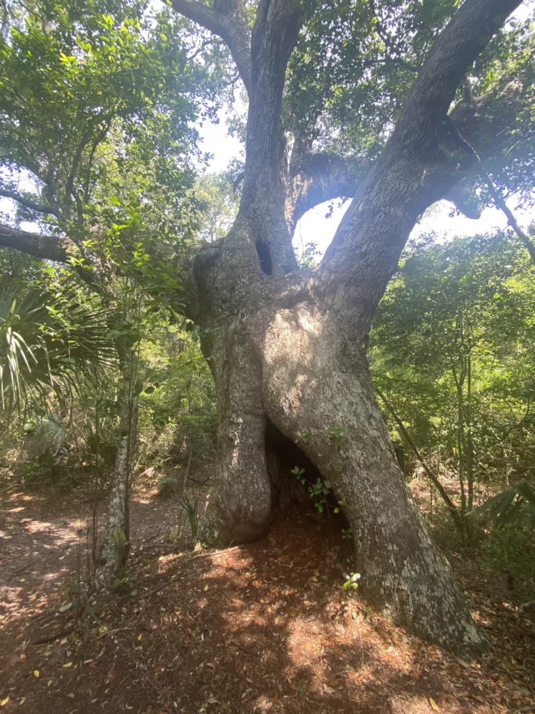 The Timmons Oak, a hallmark of the Loop Trail through Bald Heads Woods Reserve.