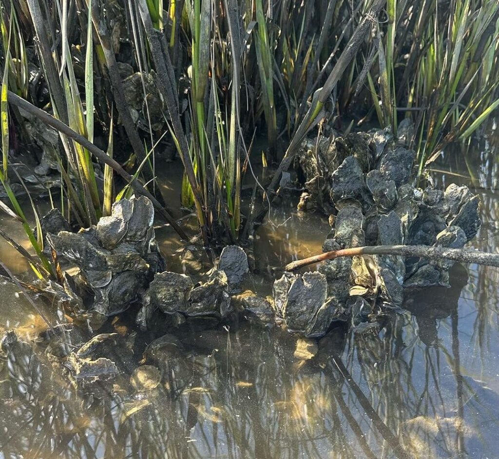 Oyster in Marsh