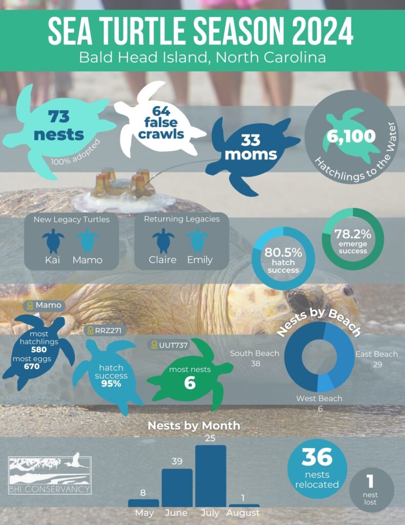 2024 sea turtle stats